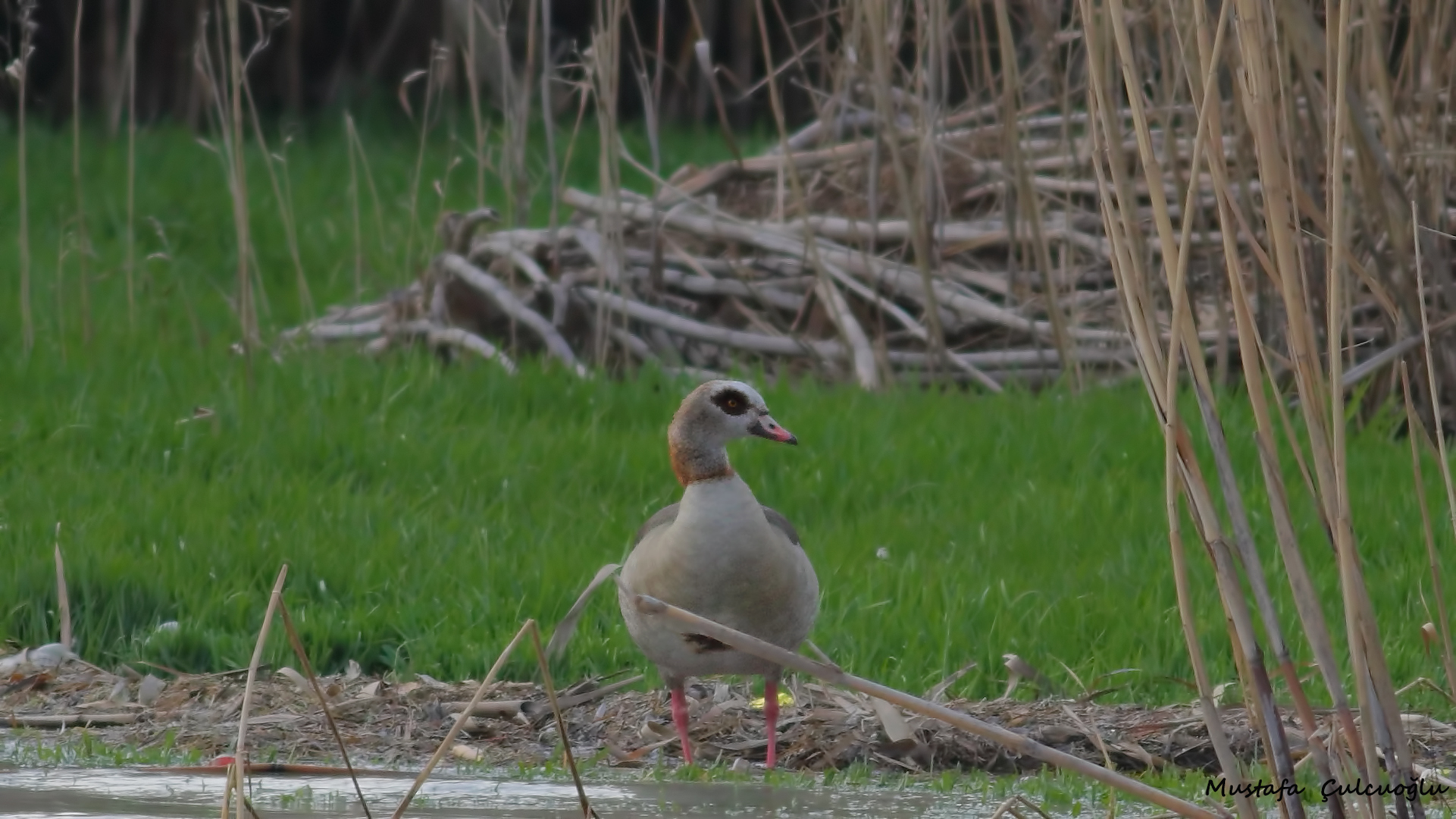Egyptian Goose